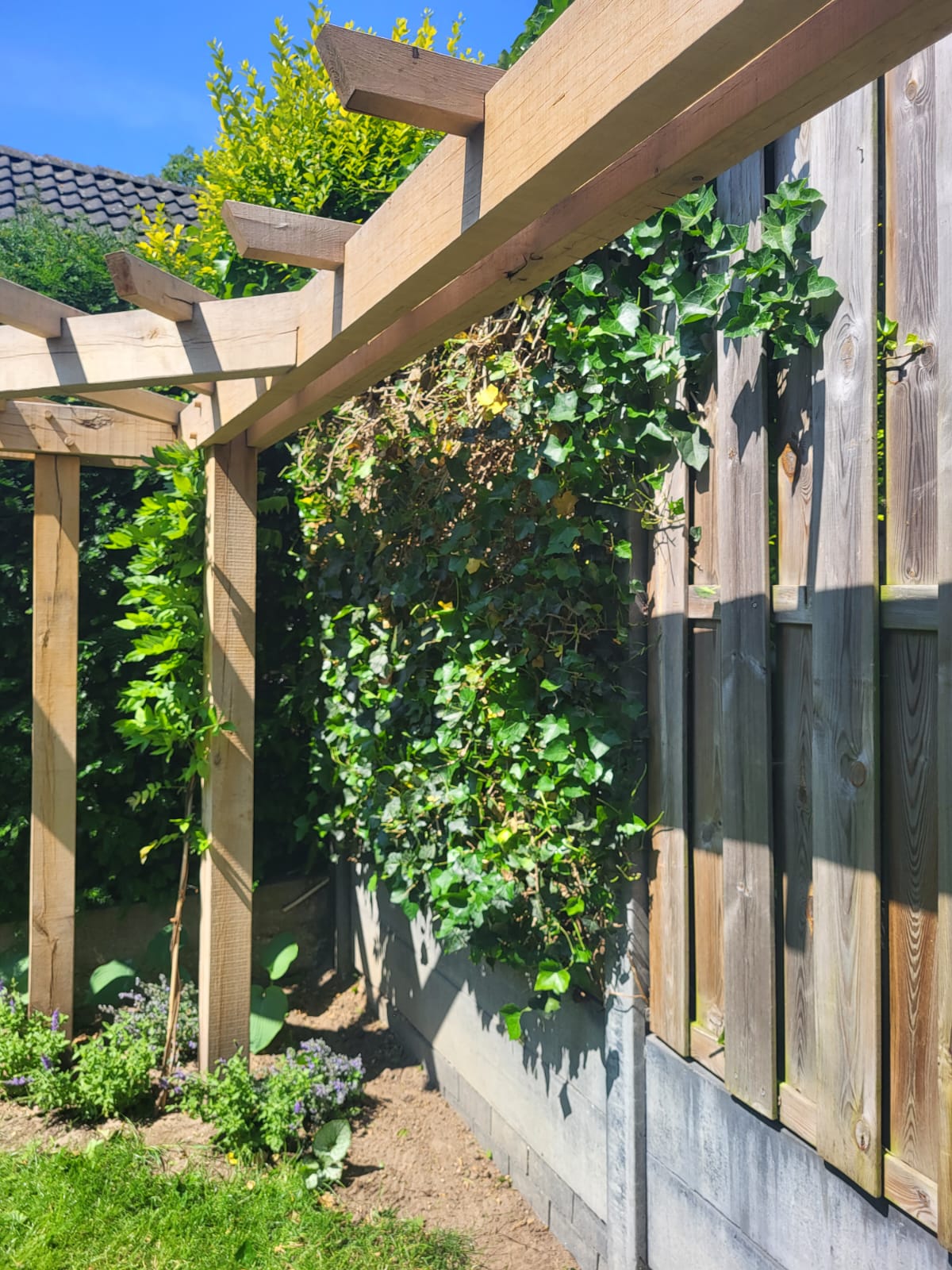 De houten pergola van opzij, met klimplanten langs staanders en balken