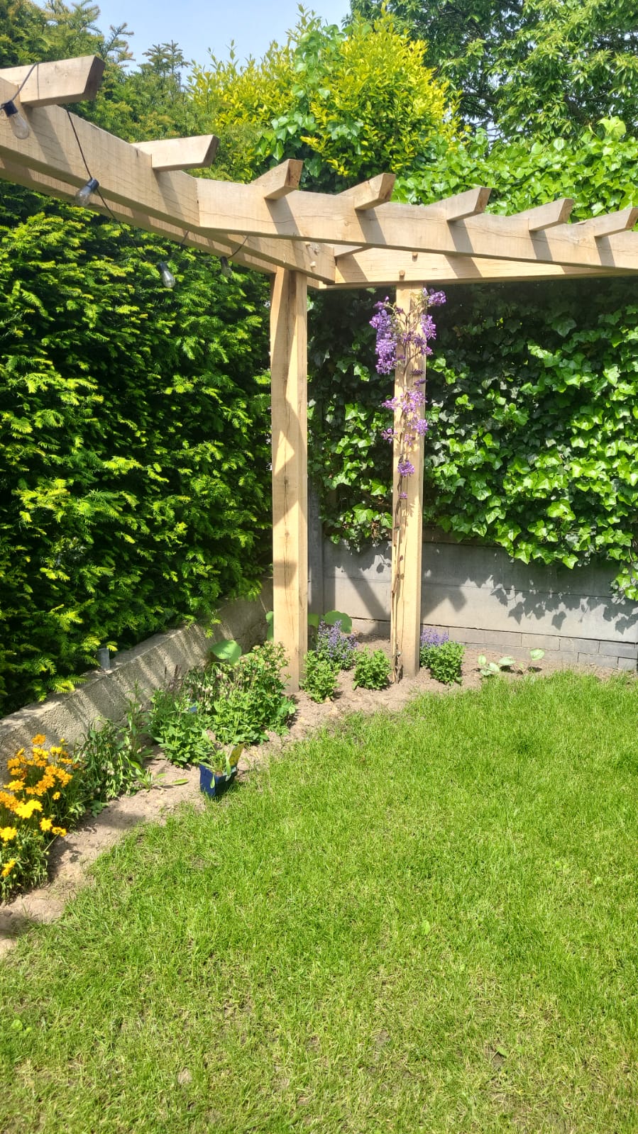 Houten pergola boven een gazon langs een haag, met blauwe regen bij de staanders
